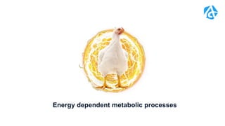 Energy dependent metabolic processes
 