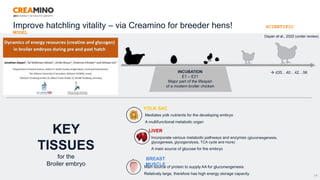 19
INCUBATION
E1 – E21
Major part of the lifespan
of a modern broiler chicken
YOLK SAC
LIVER
BREAST
MUSCLE
Main source of protein to supply AA for gluconeogenesis
Relatively large, therefore has high energy storage capacity
Incorporate various metabolic pathways and enzymes (gluconeogenesis,
glycogenesis, glycogenolysis, TCA cycle and more)
A main source of glucose for the embryo
Mediates yolk nutrients for the developing embryo
A multifunctional metabolic organ
KEY
TISSUES
for the
Broiler embryo
Dayan et al., 2022 (under review)
 d35…40…42…56
Improve hatchling vitality – via Creamino for breeder hens! SCIENTIFIC
MODEL
 
