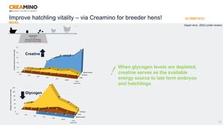 22
Dayan et al., 2022 (under review)
Creatine
Glycogen
When glycogen levels are depleted,
creatine serves as the available
energy source to late term embryos
and hatchlings
Improve hatchling vitality – via Creamino for breeder hens! SCIENTIFIC
MODEL
 