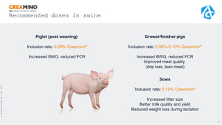 Recommended doses in swine
37
©
Alzchem
Group
AG
/
Nov
2021
Piglet (post weaning)
Inclusion rate: 0.09% Creamino®
Increased BWG, reduced FCR
Grower/finisher pigs
Inclusion rate: 0.06%-0.10% Creamino®
Increased BWG, reduced FCR
Improved meat quality
(drip loss, lean meat)
Sows
Inclusion rate: 0.10% Creamino®
Increased litter size
Better milk quality and yield
Reduced weight loss during lactation
 