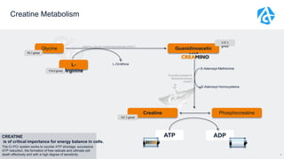 4
Glycine
L-
Arginine
Guanidinoacetic
acid
Creatine Phosphocreatine
L-Ornithine
Guanidinoacetate N-
Methyltransferase
(GAMT)
Arginine-Glycine-Amidinotransferase (AGAT)
ATP ADP
S-Adenosyl-Methionine
S-Adenosyl-Homocysteine
131.1 g/mol
75.1 g/mol
174.2 g/mol
117.1
g/mol
CREATINE
is of critical importance for energy balance in cells.
The Cr-PCr system works to counter ATP shortage, successive
ATP reduction, the formation of free radicals and ultimate cell
death effectively and with a high degree of sensitivity.
Creatine Metabolism
 