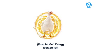 (Muscle) Cell Energy
Metabolism
 
