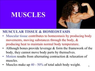 MUSCLES
MUSCULAR TISSUE & HOMEOSTASIS
• Muscular tissue contributes to homeostasis by producing body
movements, moving substances through the body, &
producing heat to maintain normal body temperature.
• Although bones provide leverage & form the framework of the
body, they cannot move body parts by themselves.
• Motion results from alternating contraction & relaxation of
muscles.
• Muscles make up 40 - 50% of total adult body weight. 1
 