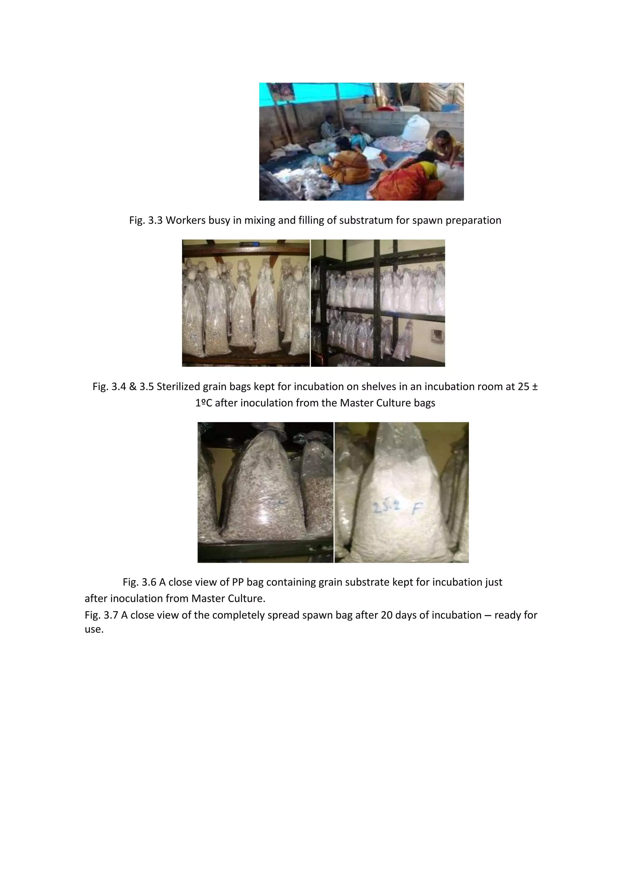 Fig. 3.3 Workers busy in mixing and filling of substratum for spawn preparation
Fig. 3.4 & 3.5 Sterilized grain bags kept for incubation on shelves in an incubation room at 25 ±
1ºC after inoculation from the Master Culture bags
Fig. 3.6 A close view of PP bag containing grain substrate kept for incubation just
after inoculation from Master Culture.
Fig. 3.7 A close view of the completely spread spawn bag after 20 days of incubation – ready for
use.
 