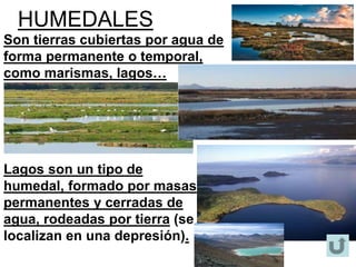 HUMEDALES
Lagos son un tipo de
humedal, formado por masas
permanentes y cerradas de
agua, rodeadas por tierra (se
localizan en una depresión).
Son tierras cubiertas por agua de
forma permanente o temporal,
como marismas, lagos…
 