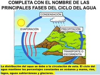 COMPLETA CON EL NOMBRE DE LAS
PRINCIPALES FASES DEL CICLO DEL AGUA
EVAPORACIÓN
CONDENSACIÓN
PRECIPITACIÓN
TRANSPORTE O
ESCORRENTÍA
La distribución del agua se debe a la circulación de esta. El ciclo del
agua mantiene los porcentajes constantes en océanos y mares, ríos,
lagos, aguas subterráneas y glaciares.
 