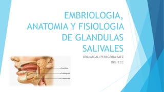 EMBRIOLOGIA,
ANATOMIA Y FISIOLOGIA
DE GLANDULAS
SALIVALES
DRA MAGALI PEREGRINA BAEZ
ORL/CCC
 