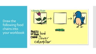 Draw the
following food
chains into
your workbook
 