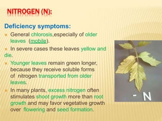 NITROGEN (N):
Deficiency symptoms:
 General chlorosis,especially of older
leaves (mobile).
 In severe cases these leaves yellow and
die.
 Younger leaves remain green longer,
because they receive soluble forms
of nitrogen transported from older
leaves.
 In many plants, excess nitrogen often
stimulates shoot growth more than root
growth and may favor vegetative growth
over flowering and seed formation.
 