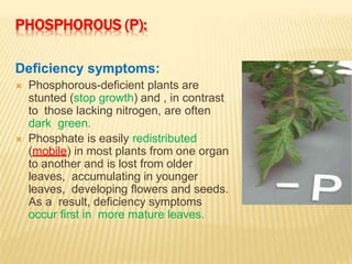 PHOSPHOROUS (P):
Deficiency symptoms:
 Phosphorous-deficient plants are
stunted (stop growth) and , in contrast
to those lacking nitrogen, are often
dark green.
 Phosphate is easily redistributed
(mobile) in most plants from one organ
to another and is lost from older
leaves, accumulating in younger
leaves, developing flowers and seeds.
As a result, deficiency symptoms
occur first in more mature leaves.
 