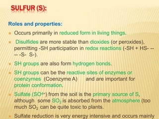 SULFUR (S):
Roles and properties:
 Occurs primarily in reduced form in living things.
 Disulfides are more stable than dioxides (or peroxides),
permitting -SH participation in redox reactions (-SH + HS- --
-- -S- S-).
 SH groups are also form hydrogen bonds.
 SH groups can be the reactive sites of enzymes or
coenzymes (Coenzyme A) and are important for
protein conformation.
 Sulfate (SO4=) from the soil is the primary source of S,
although some SO2 is absorbed from the atmosphere (too
much SO2 can be quite toxic to plants.
 Sulfate reduction is very energy intensive and occurs mainly
 