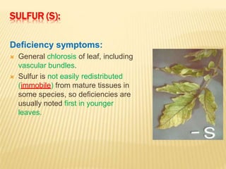 SULFUR (S):
Deficiency symptoms:
 General chlorosis of leaf, including
vascular bundles.
 Sulfur is not easily redistributed
(immobile) from mature tissues in
some species, so deficiencies are
usually noted first in younger
leaves.
 