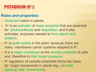 POTASSIUM (K+):
Roles and properties:
 Dominant cation in plants.
 K+ is an activator of many enzymes that are essential
for photosynthesis and respiration, and it also
activates enzymes needed to form starch and
proteins.
 K+ is quite mobile in the plant, because there are
many membrane carrier systems adapted to K+.
 It is a major contributor to the osmotic potential of cells
and therefore to their turgor pressure.
 K+ regulation of osmotic potentials forms the basis
for turgor movements in plants (eg., stomate
opening, leaf movements).
 