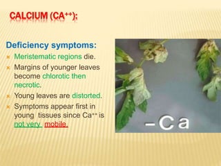 CALCIUM (CA++):
Deficiency symptoms:
 Meristematic regions die.
 Margins of younger leaves
become chlorotic then
necrotic.
 Young leaves are distorted.
 Symptoms appear first in
young tissues since Ca++ is
not very mobile.
 