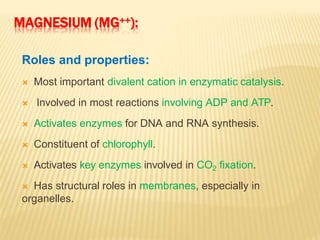 MAGNESIUM (MG++):
Roles and properties:
 Most important divalent cation in enzymatic catalysis.
 Involved in most reactions involving ADP and ATP.
 Activates enzymes for DNA and RNA synthesis.
 Constituent of chlorophyll.
 Activates key enzymes involved in CO2 fixation.
 Has structural roles in membranes, especially in
organelles.
 