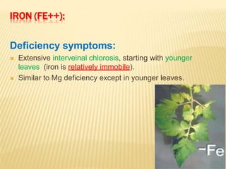 IRON (FE++):
Deficiency symptoms:
 Extensive interveinal chlorosis, starting with younger
leaves (iron is relatively immobile).
 Similar to Mg deficiency except in younger leaves.
 