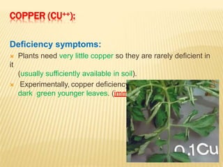 COPPER (CU++):
Deficiency symptoms:
 Plants need very little copper so they are rarely deficient in
it
(usually sufficiently available in soil).
 Experimentally, copper deficiency leads to distorted and
dark green younger leaves. (immobile)
 