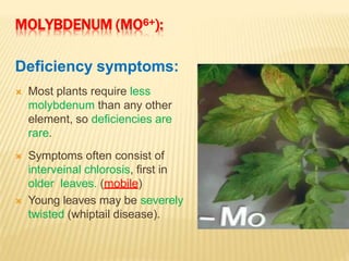 MOLYBDENUM (MO6+):
Deficiency symptoms:
 Most plants require less
molybdenum than any other
element, so deficiencies are
rare.
 Symptoms often consist of
interveinal chlorosis, first in
older leaves. (mobile)
 Young leaves may be severely
twisted (whiptail disease).
 