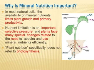 Why Is Mineral Nutrition Important?
 In most natural soils, the
availability of mineral nutrients
limits plant growth and primary
productivity.
 Nutrient limitation is an important
selective pressure and plants face
many special changes related to
the need to acquire and use
mineral nutrients efficiently.
 “Plant nutrition” specifically does not
refer to photosynthesis.
 