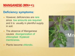 MANGANESE (MN++):
Deficiency symptoms:
 However, deficiencies are rare
since low amounts are required
and it is usually in plentiful supply
in soil.
 The absence of Manganese
causes disorganization of
chloroplast thylakoid
membranes.
 Plants become chlorotic.
 