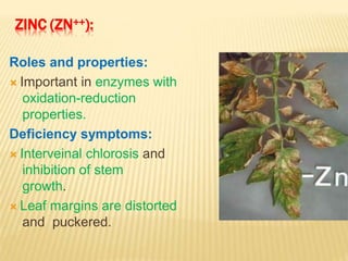 ZINC (ZN++):
Roles and properties:
 Important in enzymes with
oxidation-reduction
properties.
Deficiency symptoms:
 Interveinal chlorosis and
inhibition of stem
growth.
 Leaf margins are distorted
and puckered.
 