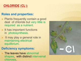 CHLORIDE (CL-):
Roles and properties:
 Plants frequently contain a good
deal of chloride but very little is
required as a nutrient.
 It has important functions
in photosynthesis.
 It may play a general role in
maintaining electrical
equilibrium.
Deficiency symptoms:
 The leaves have abnormal
shapes, with distinct interveinal
chlorosis.
 