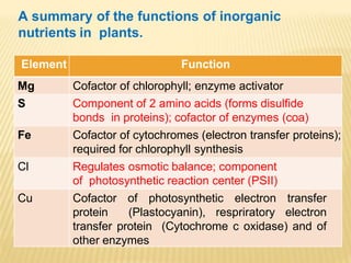 Element Function
Mg Cofactor of chlorophyll; enzyme activator
S Component of 2 amino acids (forms disulfide
bonds in proteins); cofactor of enzymes (coa)
Fe Cofactor of cytochromes (electron transfer proteins);
required for chlorophyll synthesis
Cl Regulates osmotic balance; component
of photosynthetic reaction center (PSII)
Cu Cofactor of photosynthetic electron transfer
protein (Plastocyanin), respriratory electron
transfer protein (Cytochrome c oxidase) and of
other enzymes
A summary of the functions of inorganic
nutrients in plants.
 
