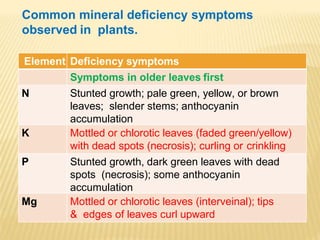 Element Deficiency symptoms
Symptoms in older leaves first
N Stunted growth; pale green, yellow, or brown
leaves; slender stems; anthocyanin
accumulation
K Mottled or chlorotic leaves (faded green/yellow)
with dead spots (necrosis); curling or crinkling
P Stunted growth, dark green leaves with dead
spots (necrosis); some anthocyanin
accumulation
Mg Mottled or chlorotic leaves (interveinal); tips
& edges of leaves curl upward
Common mineral deficiency symptoms
observed in plants.
 