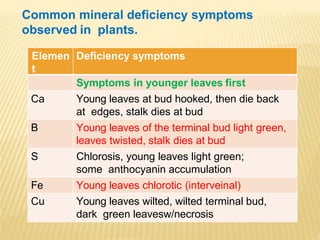Elemen
t
Deficiency symptoms
Symptoms in younger leaves first
Ca Young leaves at bud hooked, then die back
at edges, stalk dies at bud
B Young leaves of the terminal bud light green,
leaves twisted, stalk dies at bud
S Chlorosis, young leaves light green;
some anthocyanin accumulation
Fe Young leaves chlorotic (interveinal)
Cu Young leaves wilted, wilted terminal bud,
dark green leavesw/necrosis
Common mineral deficiency symptoms
observed in plants.
 