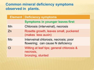 Element Deficiency symptoms
Symptoms in younger leaves first
Mn Chlorosis (interveinal), necrosis
Zn Rosette growth, leaves small, puckered
(makes less auxin)
Mo Interveinal chlorosis, necrosis; poor
flowering; can cause N deficiency
Cl Wilting at leaf tips; general chlorosis &
necrosis,
bronzing, stunted
Common mineral deficiency symptoms
observed in plants.
 