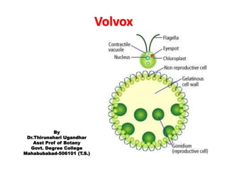 Volvox
By
Dr.Thirunahari Ugandhar
Asst Prof of Botany
Govt. Degree College
Mahabubabad-506101 (T.S.)
 