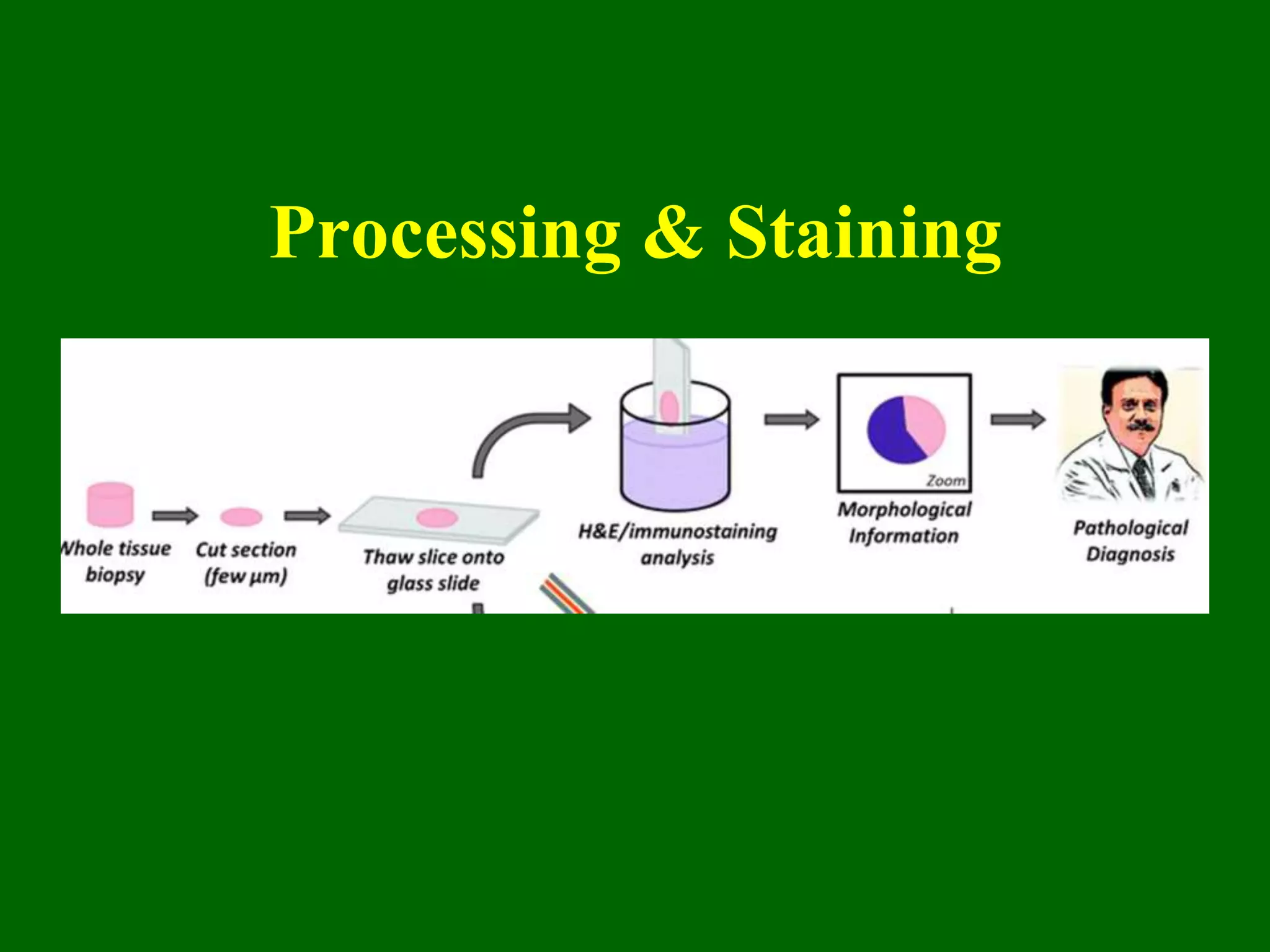Processing & Staining
 