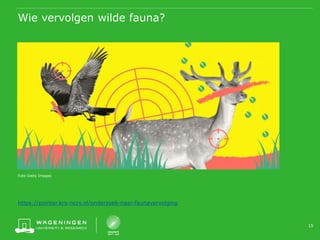 Wie vervolgen wilde fauna?
https://pointer.kro-ncrv.nl/onderzoek-naar-faunavervolging
15
Foto Getty Images
 