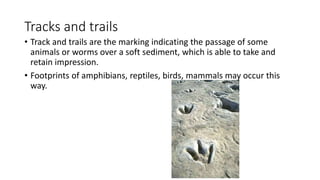Tracks and trails
• Track and trails are the marking indicating the passage of some
animals or worms over a soft sediment, which is able to take and
retain impression.
• Footprints of amphibians, reptiles, birds, mammals may occur this
way.
 