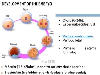 Mórula (16 células): penetra na cavidade uterina;
 Blastocisto (trofoblasto, embrioblasto e blastocele);
21
• Óvulo (6-24h);
• Espermatozóides: 5 d
• Período embrionário;
• Período fetal;
• Primeiro sistema
formado;
 