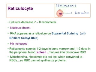 Reticulocyte
• Cell size decrease 7 – 8 micrometer
• Nucleus absent
• RNA appears as a reticulum on Supravital Staining (with
Brilliant Cresyl Blue)
• Hb increased
• Reticulocyte spends 1-2 days in bone marrow and 1-2 days in
the peripheral blood..spleen ..matures into biconcave RBC
• Mitochondria, ribosomes etc are lost when converted to
RBCs…so RBC cannot synthesize proteins..
 