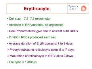 Erythrocyte
• Cell size – 7.2- 7.5 micrometer
• Absence of RNA material, no organelles
• One Pronormoblast give rise to at least 8-10 RBCs
• 2 million RBCs produced each sec
• Average duration of Erythropoiesis: 7 to 9 days
Proerythroblast to reticulocyte takes 5 to 7 days
Maturation of reticulocyte to RBC takes 2 days..
• Life span = 120days
 
