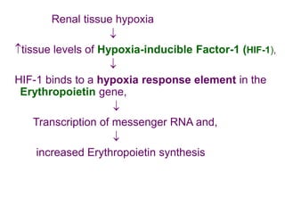Renal tissue hypoxia

tissue levels of Hypoxia-inducible Factor-1 (HIF-1),

HIF-1 binds to a hypoxia response element in the
Erythropoietin gene,

Transcription of messenger RNA and,

increased Erythropoietin synthesis
 
