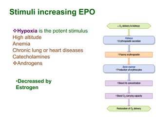 Stimuli increasing EPO
Hypoxia is the potent stimulus
High altitude
Anemia
Chronic lung or heart diseases
Catecholamines
Androgens
•Decreased by
Estrogen
 