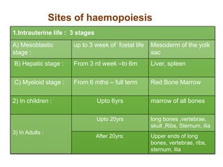 Sites of haemopoiesis
1.Intrauterine life : 3 stages
A) Mesoblastic
stage :
up to 3 week of foetal life Mesoderm of the yolk
sac
B) Hepatic stage : From 3 rd week –to 6m Liver, spleen
C) Myeloid stage : From 6 mths – full term Red Bone Marrow
2) In children : Upto 6yrs marrow of all bones
3) In Adults :
Upto 20yrs long bones ,vertebrae,
skull ,Ribs, Sternum, ilia
After 20yrs: Upper ends of long
bones, vertebrae, ribs,
sternum, ilia
 