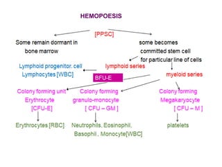 BFU-E
HEMOPOESIS
 