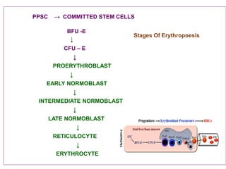 PPSC → COMMITTED STEM CELLS
BFU -E
↓
CFU – E
↓
PROERYTHROBLAST
↓
EARLY NORMOBLAST
↓
INTERMEDIATE NORMOBLAST
↓
LATE NORMOBLAST
↓
RETICULOCYTE
↓
ERYTHROCYTE
Stages Of Erythropoesis
 