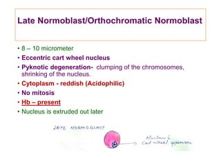 Late Normoblast/Orthochromatic Normoblast
• 8 – 10 micrometer
• Eccentric cart wheel nucleus
• Pyknotic degeneration- clum...