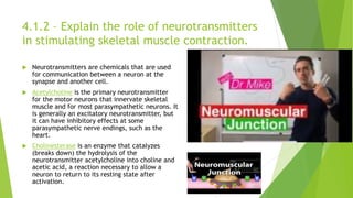 4.1.2 – Explain the role of neurotransmitters
in stimulating skeletal muscle contraction.
 Neurotransmitters are chemical...