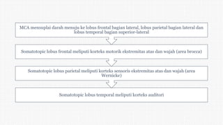 Somatotopic lobus temporal meliputi korteks auditori
Somatotopic lobus parietal meliputi korteks sensoris ekstremitas atas dan wajah (area
Wernicke)
Somatotopic lobus frontal meliputi korteks motorik ekstremitas atas dan wajah (area brocca)
MCA mensuplai darah menuju ke lobus frontal bagian lateral, lobus parietal bagian lateral dan
lobus temporal bagian superior-lateral
 