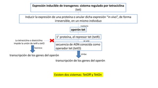 4.Animales transgénicos, knock-out, knock-in, knock-down.pptx.pdf