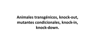 Animales transgénicos, knock-out,
mutantes condicionales, knock-in,
knock-down.
 