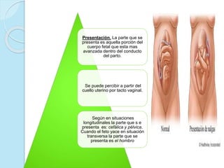 Presentación. La parte que se
presenta es aquella porción del
cuerpo fetal que esta mas
avanzada dentro del conducto
del parto.
Se puede percibir a partir del
cuello uterino por tacto vaginal.
Según en situaciones
longitudinales la parte que s e
presenta es: cefálica y pélvica.
Cuando el feto yace en situación
transversa la parte que se
presenta es el hombro
 