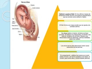 Actitud o postura fetal. En los últimos meses de
embarazo el feto asume una postura característica
que se conoce como actitud o habito.
El feto forma una masa ovoide que se ajusta a la
cavidad uterina.
Se pliega sobre si mismo, el dorso se hace
convexo, la cabeza muy flexionada, el mentón casi
esta en contacto con el tórax. Muslos muy
flexionados sobre el abdomen, piernas dobladas
sobre las rodillas.
Los arcos de los pies descansan sobre caras
anteriores de las piernas .
En presentación cefálica los brazos se cruzan
sobre el tórax o de forma paralela a los lados, el
cordón yace entre ellos y extremidades pélvicas
 