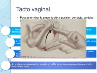 Tacto vaginal
 Para determinar la presentación y posición por tacto, se debe
seguir un patron de movimientos:
1.- El explorador inserta 2 dedos en la vagina y encuentra la parte que se presenta,
diferenciación entre vértice, cara y pelvis del feto
2.- Vértice: los dedos se dirigen en sentido posterior y se deslizan en seguida hacia
delante sobre la cabeza fetal, en dirección de la sínfisis del pubis
3.- se precisan despues las posiciones de las 2 fontanelas. Se deslizan los dedos
hacia el extremo anterior de la sutura sagital y se encuentra e identifica la
fontanela.
4.- la altura de presentacion, o grado al cual la parte que se presneta ha descendido
dentro de la pelvis.
 